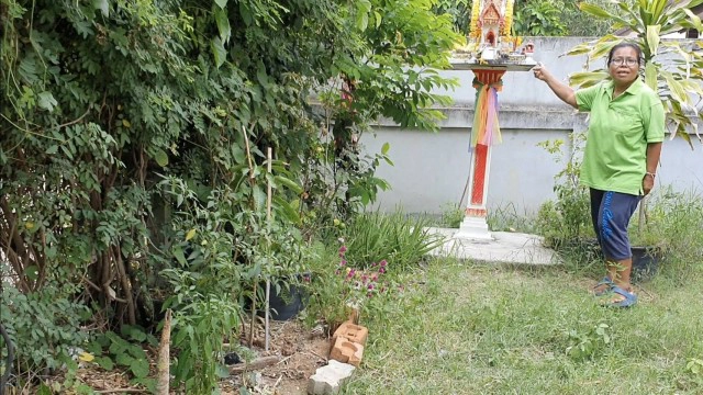 เห็ดมือผีโผล่ใต้ศาลพระภูมิ ชาวบ้านเชื่อมาให้โชค