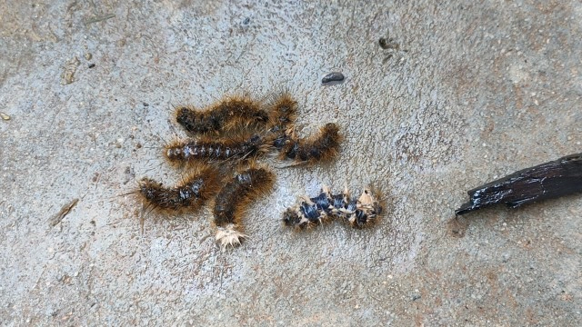 บุ้งขนบุกบ้าน ฝ่ายปกครองและกู้ภัยฉีดพ่นน้ำยากำจัดหลายร้อยตัว