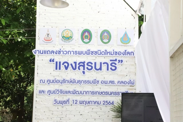 พบพืชชนิดใหม่ของโลกเฉพาะพื้นถิ่นโคราช จดชื่อ "แจงสุรนารี"