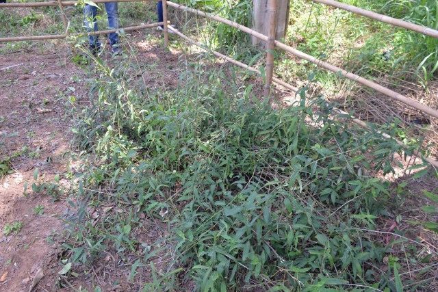 พบพืชชนิดใหม่ของโลกเฉพาะพื้นถิ่นโคราช จดชื่อ "แจงสุรนารี"