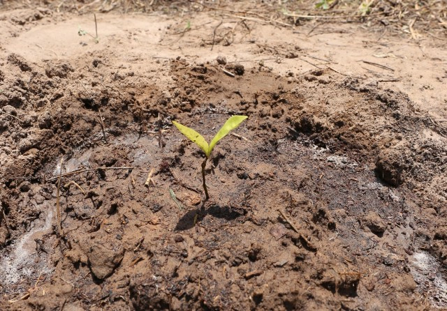 พบพืชชนิดใหม่ของโลกเฉพาะพื้นถิ่นโคราช จดชื่อ "แจงสุรนารี"