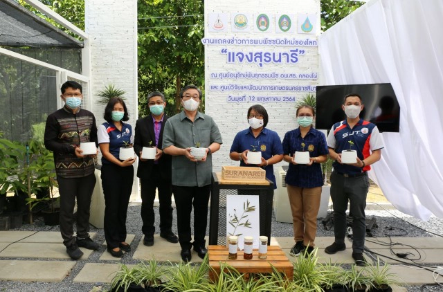พบพืชชนิดใหม่ของโลกเฉพาะพื้นถิ่นโคราช จดชื่อ "แจงสุรนารี"