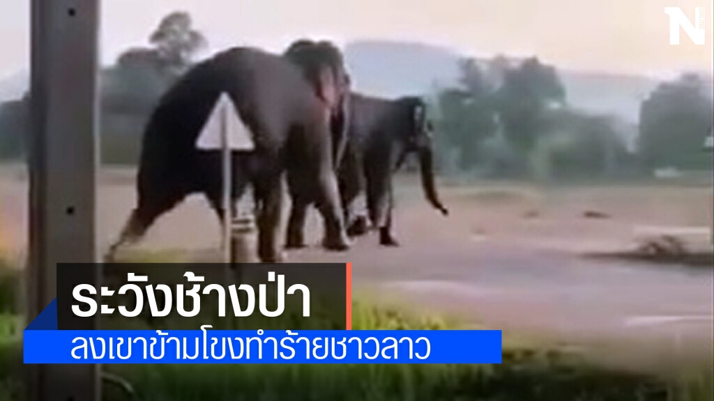 ช้างป่าภูวัวลอยน้ำข้ามโขง จนท.จัดชุดผลักดันเข้าป่าหากกลับมาฝั่งไทย