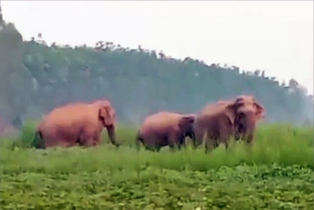 ช้างป่าภูวัวลอยน้ำข้ามโขง จนท.จัดชุดผลักดันเข้าป่าหากกลับมาฝั่งไทย