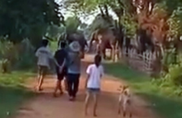 ช้างป่าภูวัวลอยน้ำข้ามโขง จนท.จัดชุดผลักดันเข้าป่าหากกลับมาฝั่งไทย