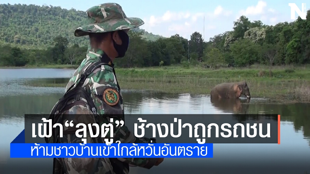 เฝ้าติดตามอาการช้างป่าถูกรถพ่วงพุ่งชนบาดเจ็บ เฝ้าติดตามอาการช้างป่าถูกรถพ่วงพุ่งชนบาดเจ็บ
