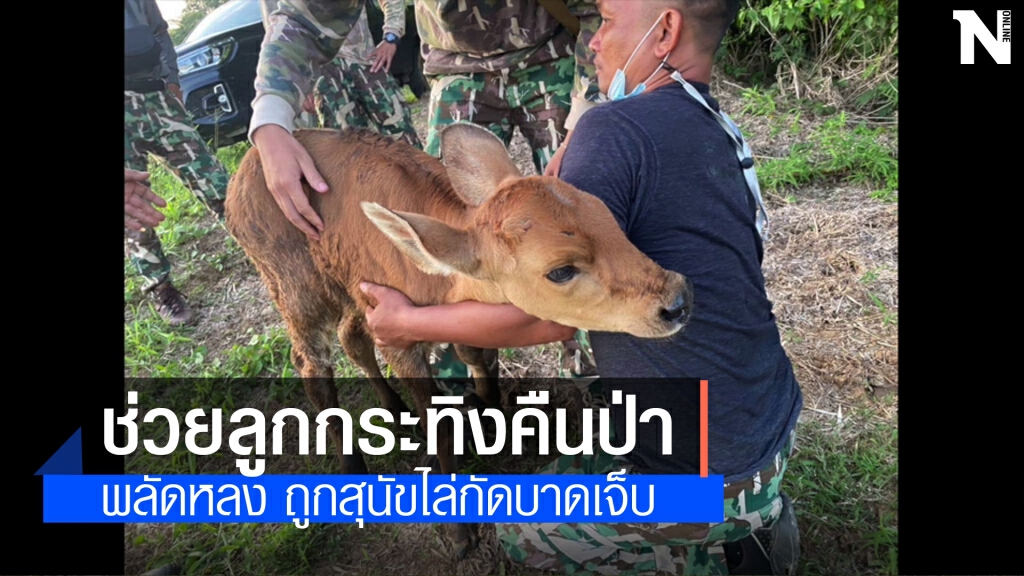 ลูกกระทิงหลงแม่ถูกหมาไล่กัดชาวบ้านช่วยไว้ทัน ลูกกระทิงหลงแม่ถูกหมาไล่กัดชาวบ้านช่วยไว้ทัน