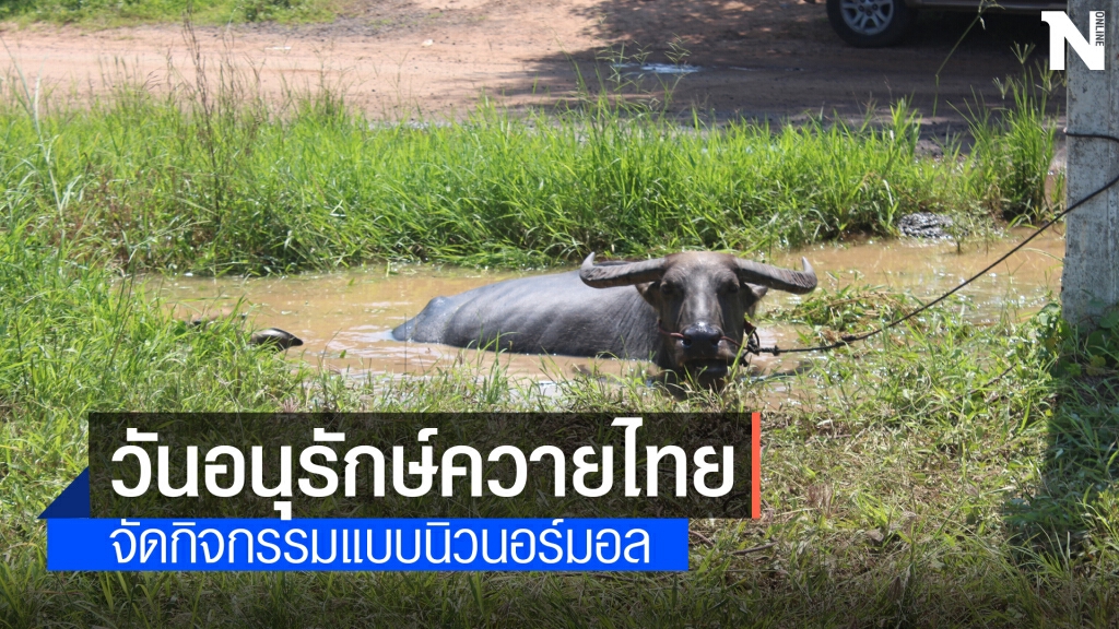 บ้านตลิ่งชันจัดกิจกรรมวันอนุรักษ์ควายไทยยุคโควิด19 บ้านตลิ่งชันจัดกิจกรรมวันอนุรักษ์ควายไทยยุคโควิด19