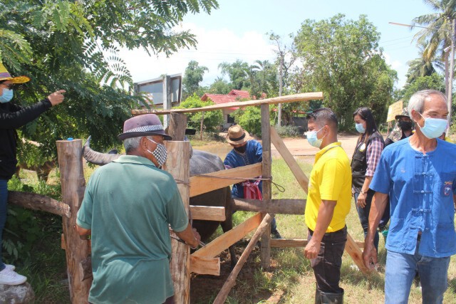 บ้านตลิ่งชันจัดกิจกรรมวันอนุรักษ์ควายไทยยุคโควิด19