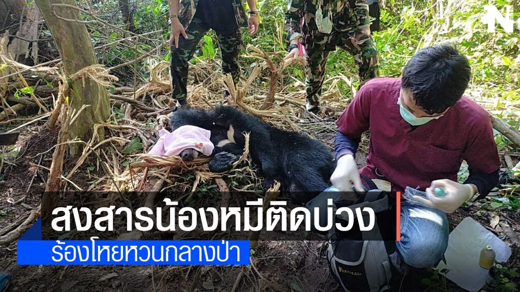 สุดสงสาร หมีควายขนาดใหญ่ติดบ่วงนายพรานร้องโหยหวน