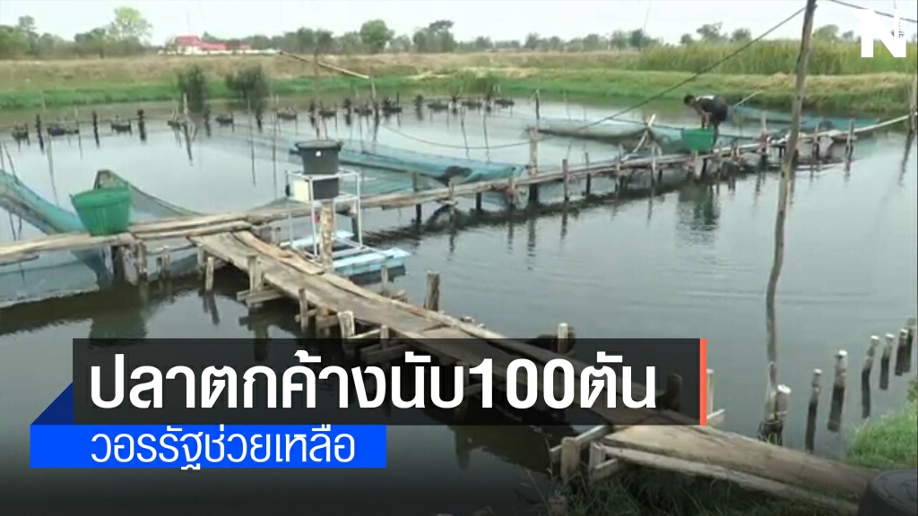 พิษโควิด กลุ่มผู้เลี้ยงปลากระชังโอด ปลาตกค้าง100ตัน
