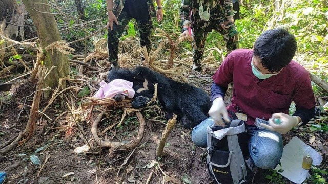 สุดสงสาร หมีควายขนาดใหญ่ติดบ่วงนายพรานร้องโหยหวน