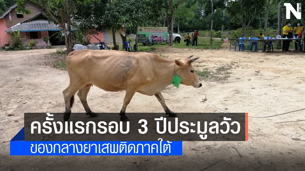 ประมูลวัวของกลางยาเสพติดกว่า 50 ตัวในพื้นที่ภาคใต้