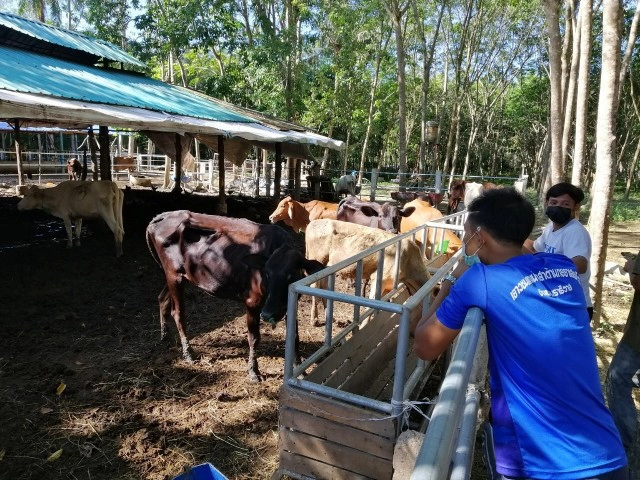 ประมูลวัวของกลางยาเสพติดกว่า 50 ตัวในพื้นที่ภาคใต้