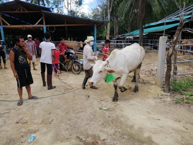 ประมูลวัวของกลางยาเสพติดกว่า 50 ตัวในพื้นที่ภาคใต้