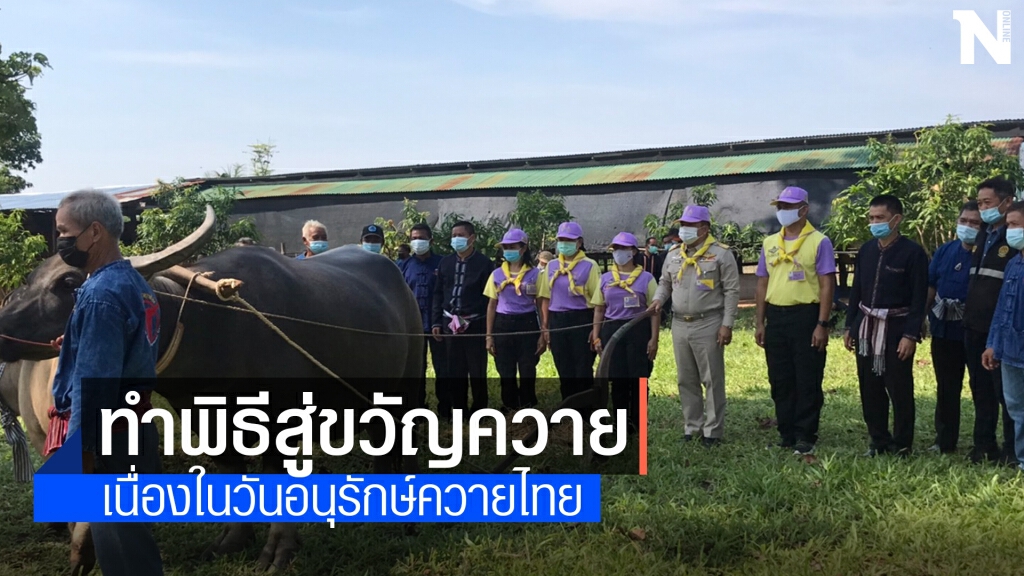 ทำพิธีสู่ขวัญควาย เนื่องในวันอนุรักษ์ควายไทย