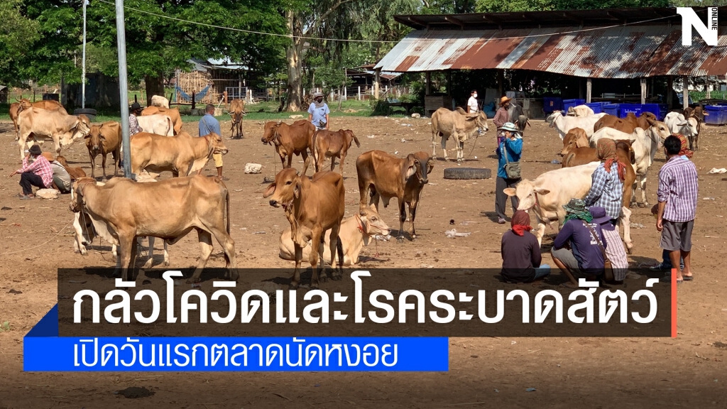 ตลาดนัดโคกระบือเปิดอีกครั้งเหงา คนกลัวโควิด วัวกลัวโรคลัมปี สกิน