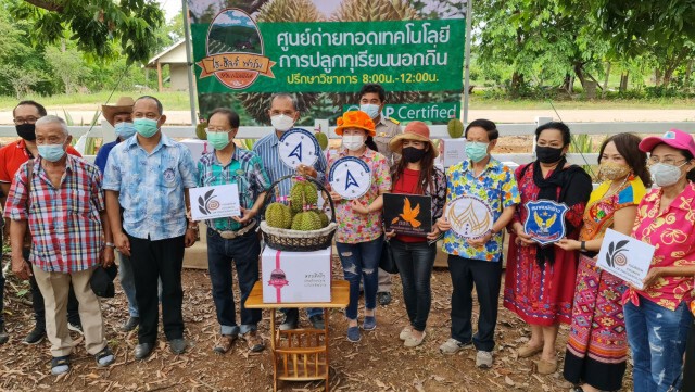 ทุเรียนพิษณุโลกเฟื่อง-ยอดขายออนไลน์พุ่ง
