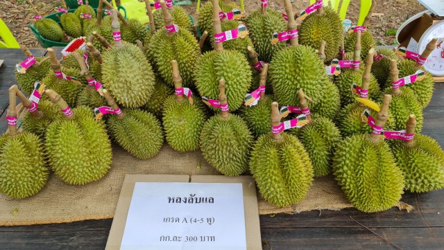 ทุเรียนพิษณุโลกเฟื่อง-ยอดขายออนไลน์พุ่ง