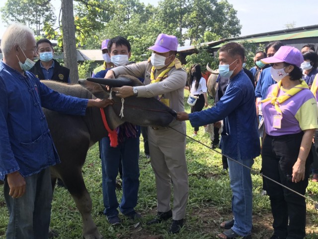 ทำพิธีสู่ขวัญควาย เนื่องในวันอนุรักษ์ควายไทย