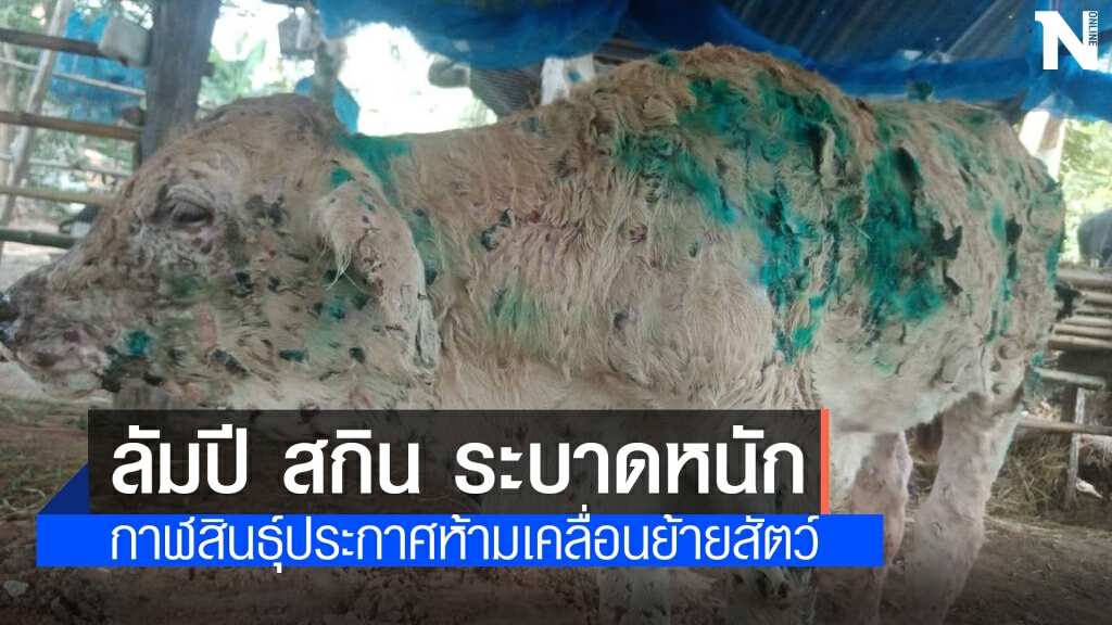 ประกาศเขตโรคระบาดทั้งจังหวัดพบสัตว์ป่วยโรคลัมปีสกินหลายอำเภอ