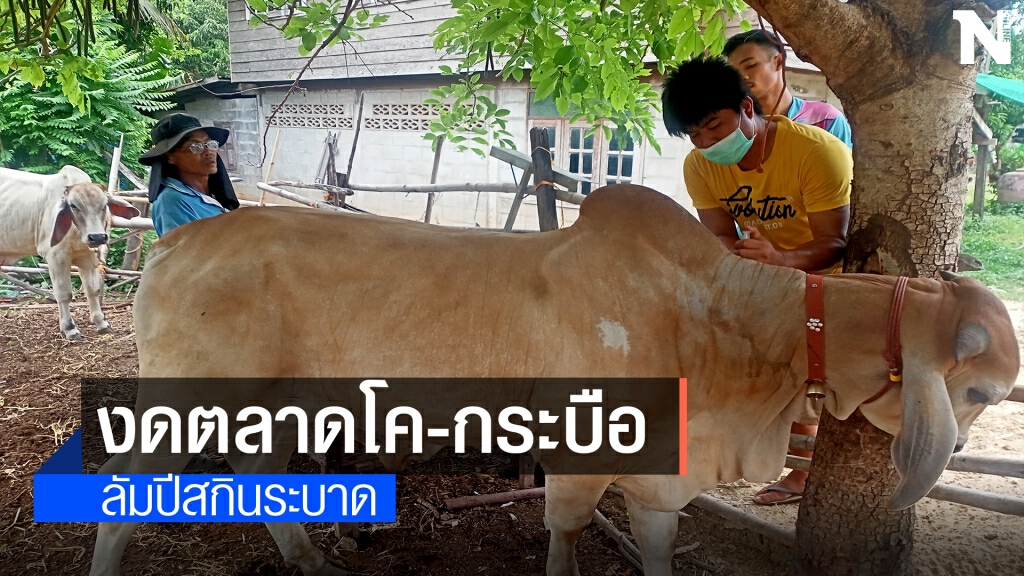 ตลาดโค-กระบือสะดุด โรคลัมปีสกินระบาด