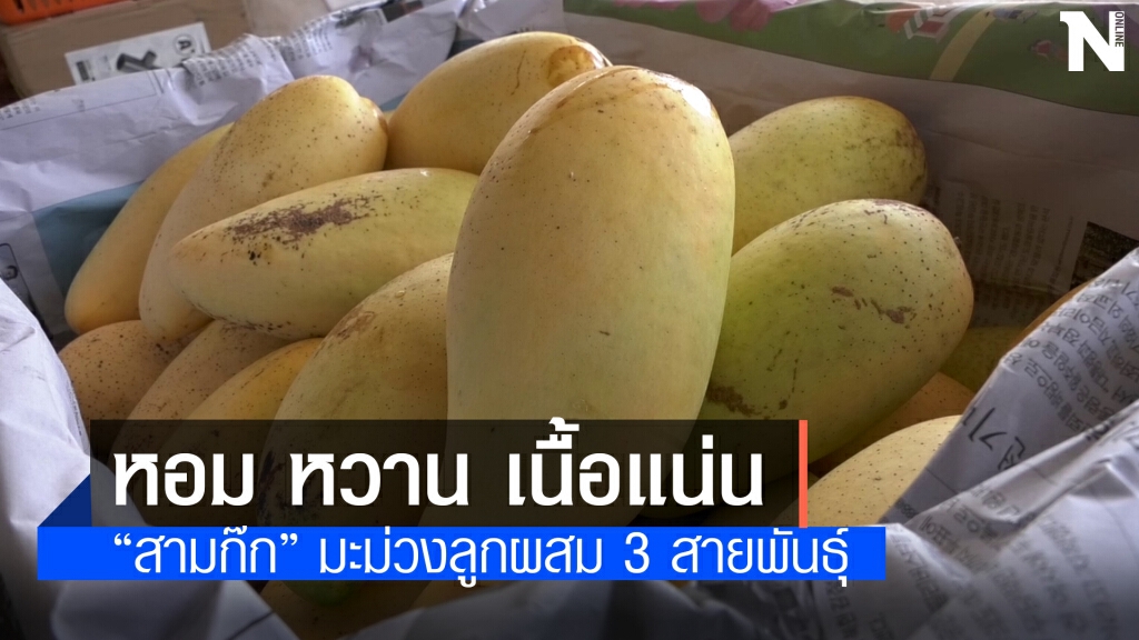 "สามก๊ก" มะม่วงสายพันธุ์ผสม ผลงานเกษตรกรโคราช "สามก๊ก" มะม่วงสายพันธุ์ผสม ผลงานเกษตรกรโคราช