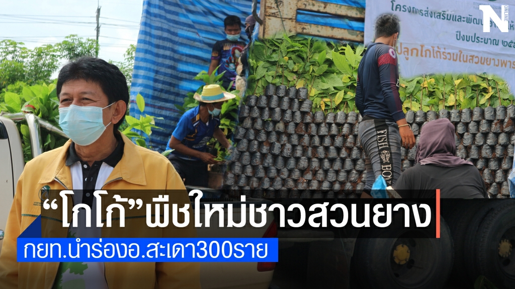 กยท.สงขลาลุยสวนยางหนุนเกษตรกรปลูก"โกโก้"พืชศก.ใหม่
