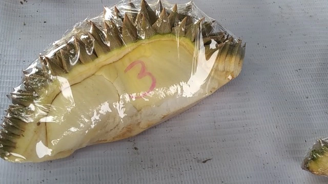 ทางรอดยุคโควิด พนักงานรถทัวร์ขายทุเรียนเริ่มต้นราคา 3 บาท