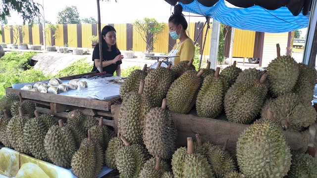 ทางรอดยุคโควิด พนักงานรถทัวร์ขายทุเรียนเริ่มต้นราคา 3 บาท