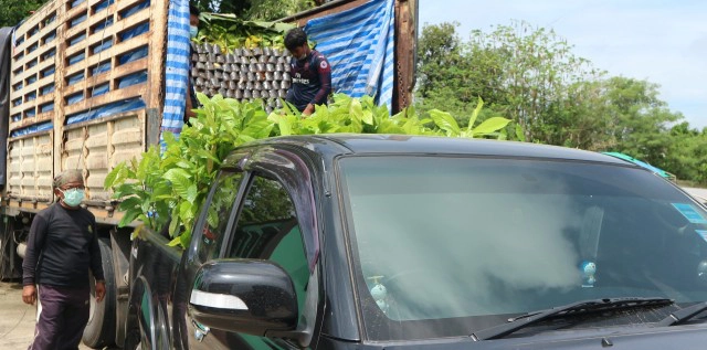 กยท.สงขลาลุยสวนยางหนุนเกษตรกรปลูก"โกโก้"พืชศก.ใหม่