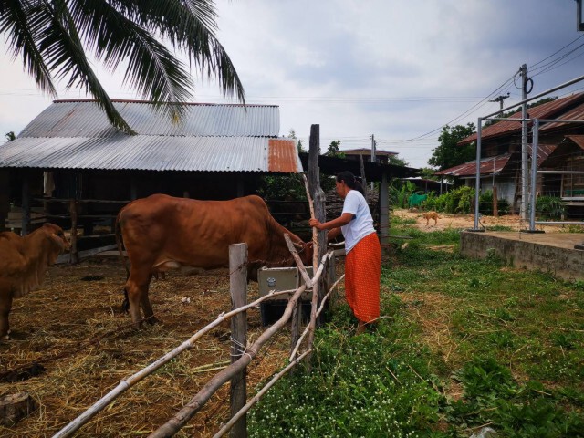 ประกาศเขตโรคระบาดทั้งจังหวัดพบสัตว์ป่วยโรคลัมปีสกินหลายอำเภอ