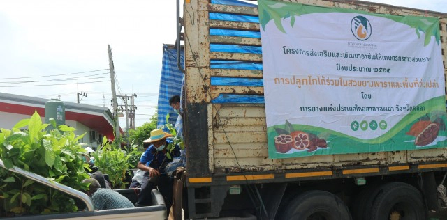 กยท.สงขลาลุยสวนยางหนุนเกษตรกรปลูก"โกโก้"พืชศก.ใหม่