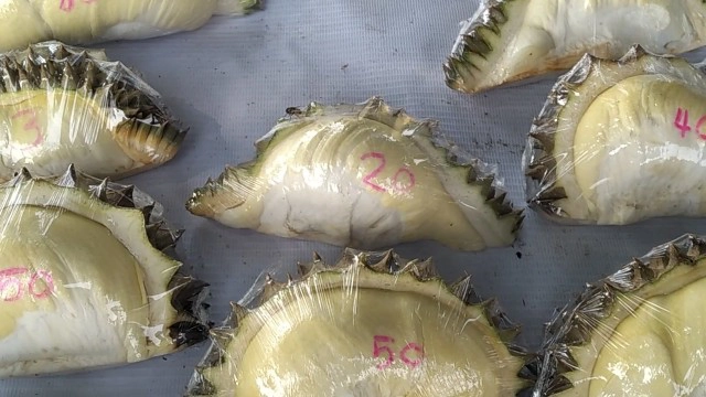 ทางรอดยุคโควิด พนักงานรถทัวร์ขายทุเรียนเริ่มต้นราคา 3 บาท