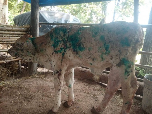 ประกาศเขตโรคระบาดทั้งจังหวัดพบสัตว์ป่วยโรคลัมปีสกินหลายอำเภอ