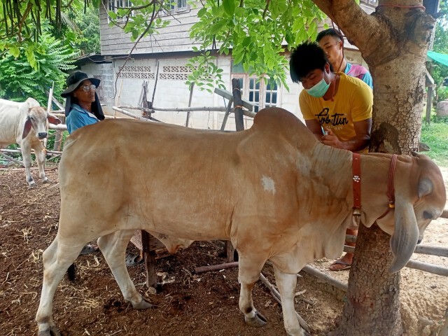 ตลาดโค-กระบือสะดุด โรคลัมปีสกินระบาด