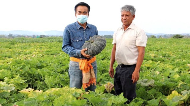 "ครูแก้ว" ตั้งกองทุนพยุงราคาฟักทอง หลังรับเรื่องเดือดร้อน