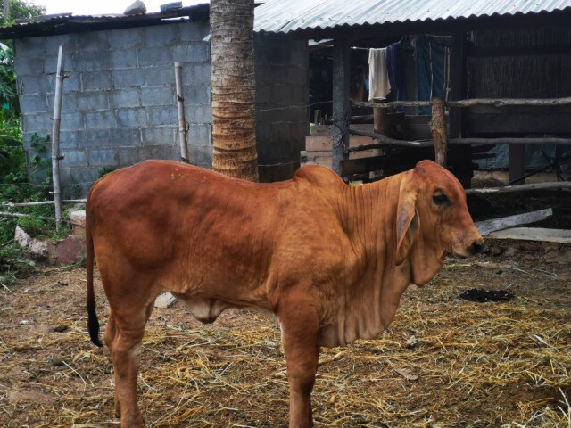 ประกาศเขตโรคระบาดทั้งจังหวัดพบสัตว์ป่วยโรคลัมปีสกินหลายอำเภอ