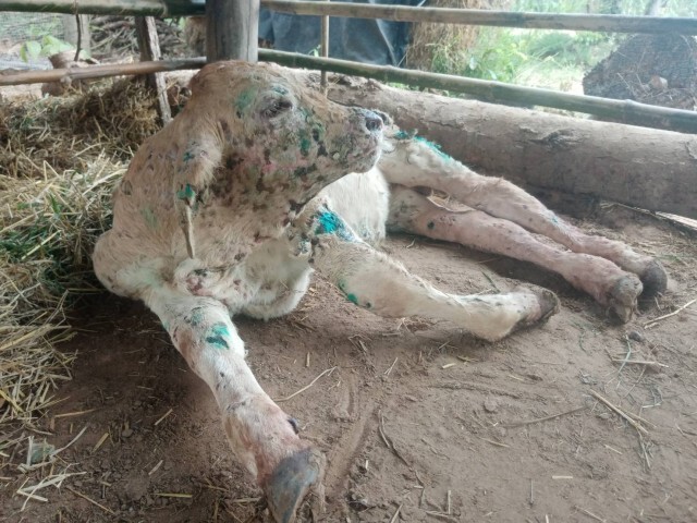 ประกาศเขตโรคระบาดทั้งจังหวัดพบสัตว์ป่วยโรคลัมปีสกินหลายอำเภอ