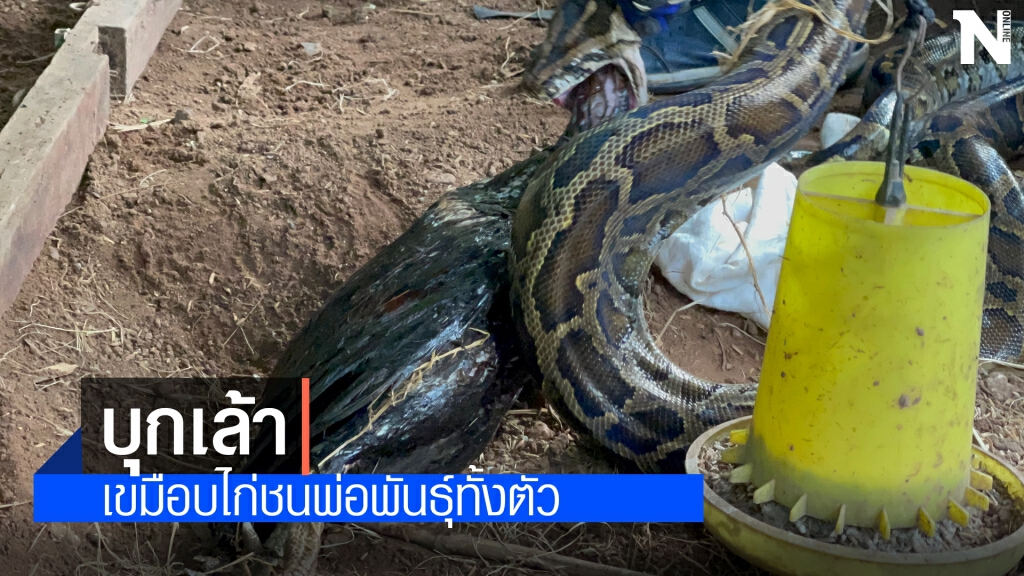 เหลือมแสบเขมือบไก่ชนราคา2หมื่น
