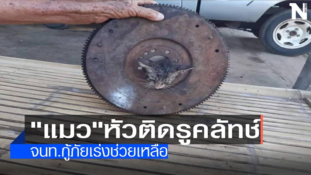 เร่งช่วยเหลือ"แมว"หัวติดรูคลัทช์ เร่งช่วยเหลือ"แมว"หัวติดรูคลัทช์