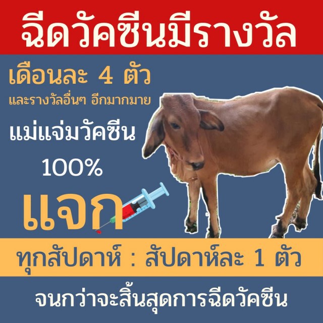 อ.แม่แจ่มจัดโปรฉีควัคซีนโควิดแจกวัวสัปดาห์ละ1ตัว