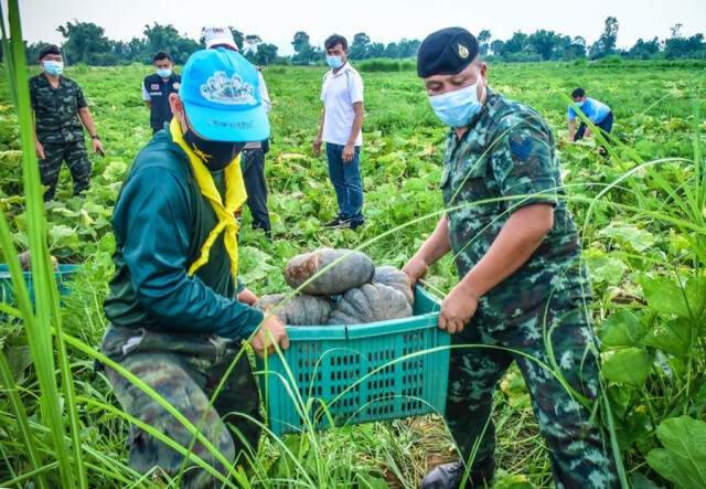 ทหารจัดรถสายันต์รับซื้อฟักทอง 300 กก. ช่วยเกษตรกรบ้านแพง