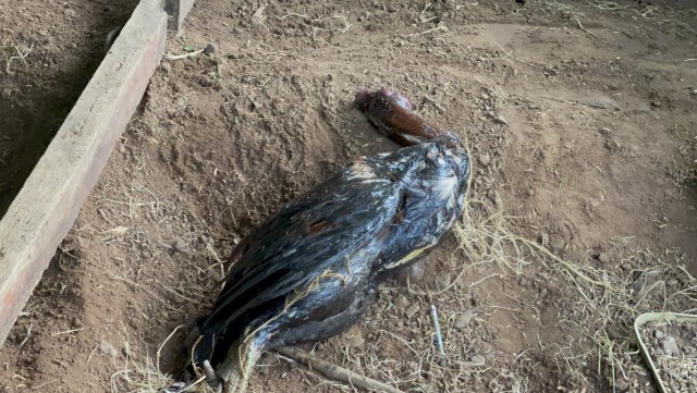 เหลือมแสบเขมือบไก่ชนราคา2หมื่น