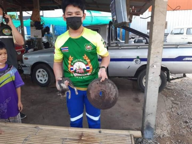 เร่งช่วยเหลือ"แมว"หัวติดรูคลัทช์