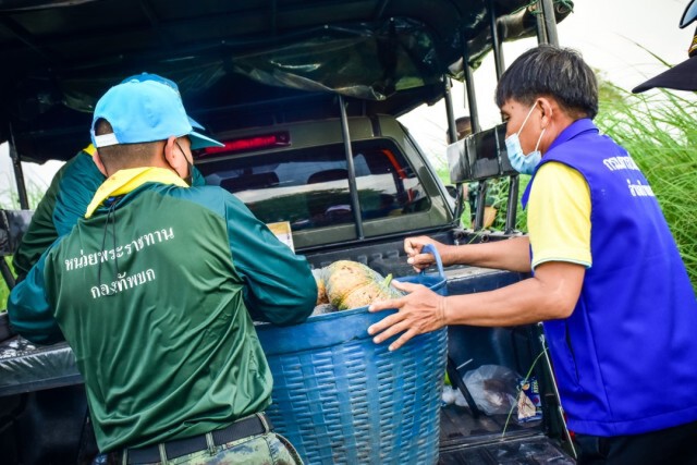 ทหารจัดรถสายันต์รับซื้อฟักทอง 300 กก. ช่วยเกษตรกรบ้านแพง