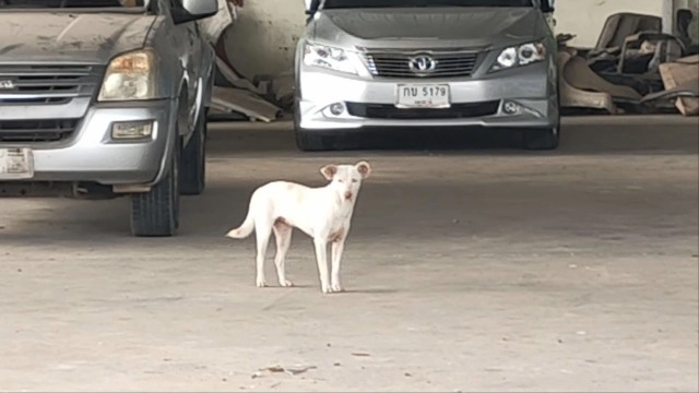 เจ้าสีนิลสุนัขคาบถุงหิ้วใส่ยาบ้า2พันเม็ดมาให้เจ้าของอู่รีบแจ้งตร.