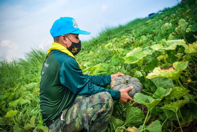 ทหารจัดรถสายันต์รับซื้อฟักทอง 300 กก. ช่วยเกษตรกรบ้านแพง