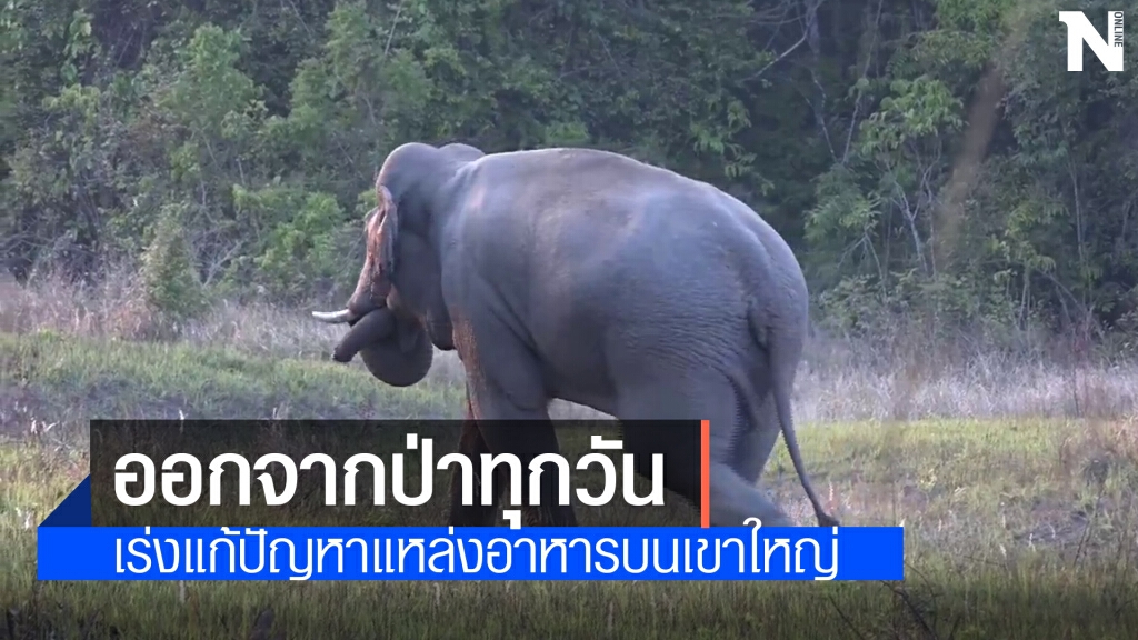 อุทยานแห่งชาติเขาใหญ่เร่งแก้ปัญหาสัตว์ออกหากินนอกพื้นที่