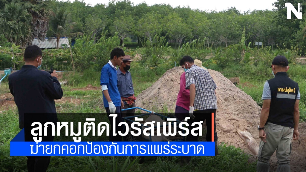 ฆ่าหมูยกคอก 38 ตัวติดไวรัสเพิร์ส ฆ่าหมูยกคอก 38 ตัวติดไวรัสเพิร์ส